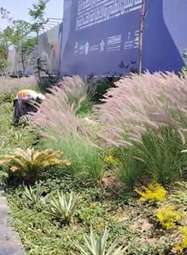 Ornamental grasses and succulents along the site hoarding