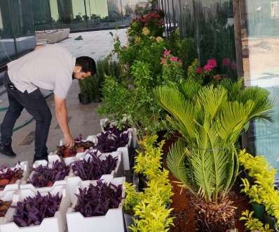 Seasonal planting being arranged on site