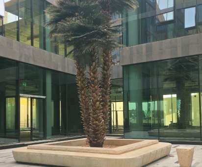 Palm in a stone planter beside the glass facade